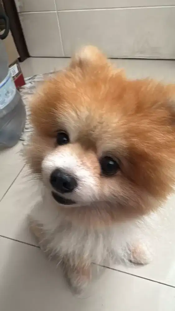 Anjing minipoom