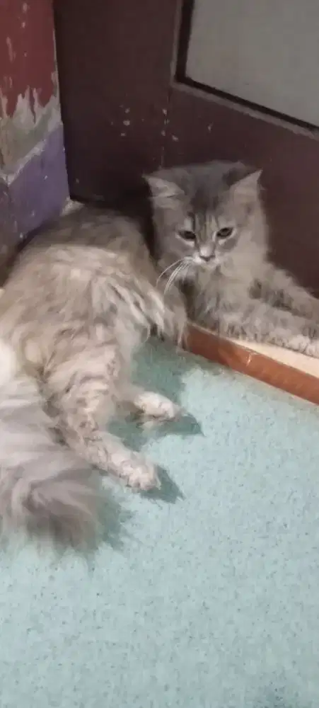 Lepas adopt betina