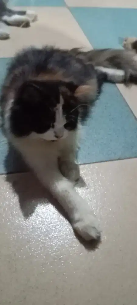 Lepas adopt betina