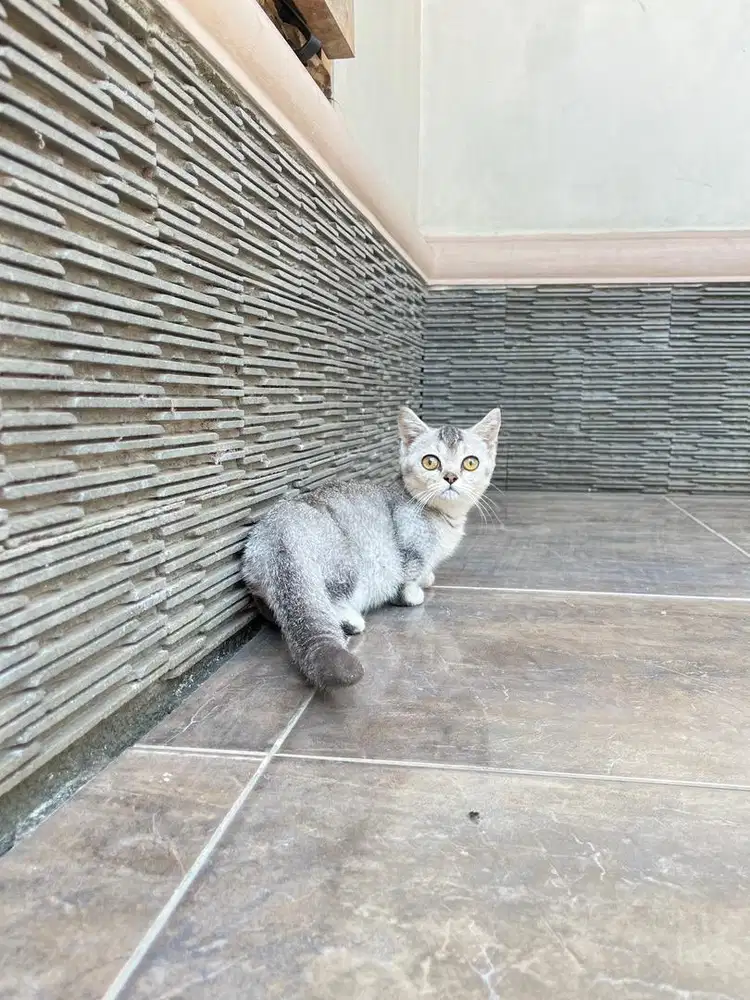 Kitten kucing munchkin british shorthair bsh scottish