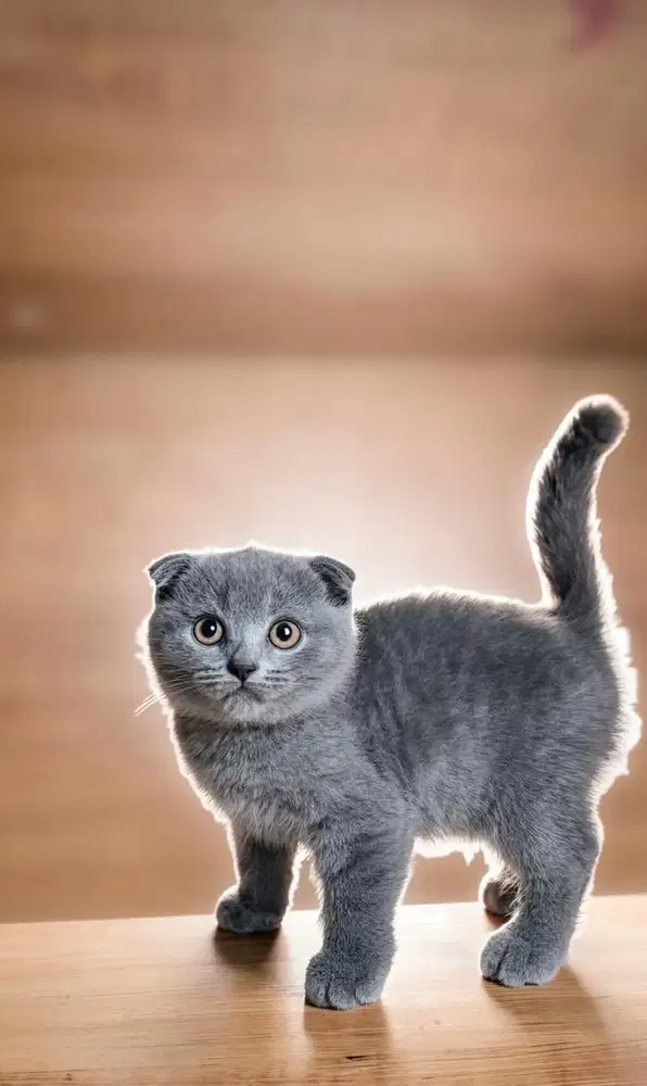 Kucing scottish fold blue betina anakan import