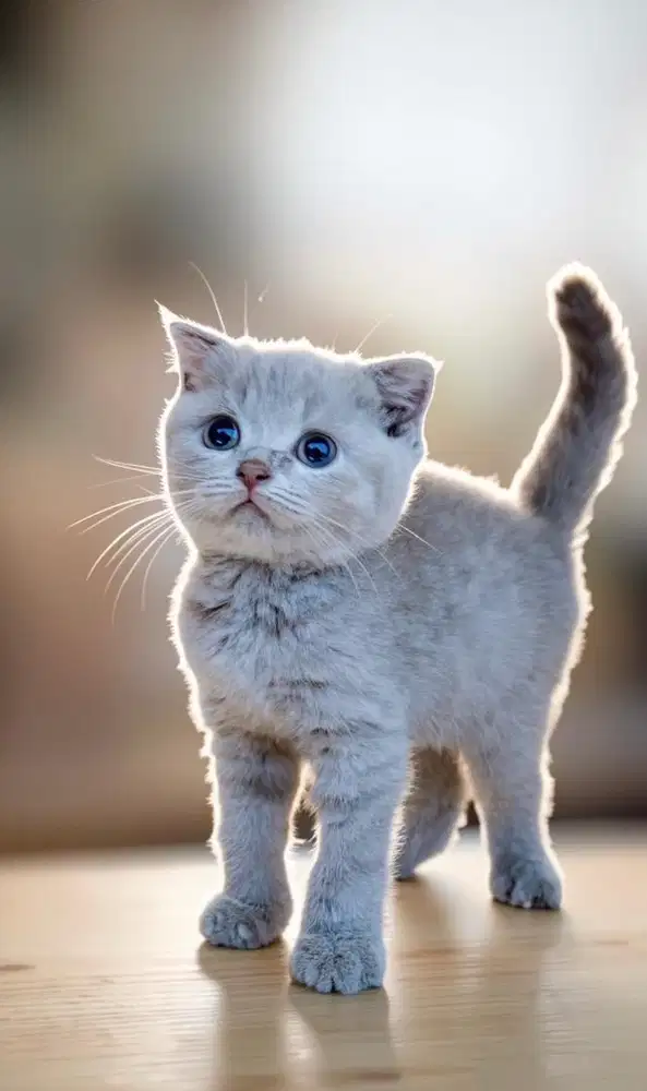 Kucing scottish fold lilac betina anakan import