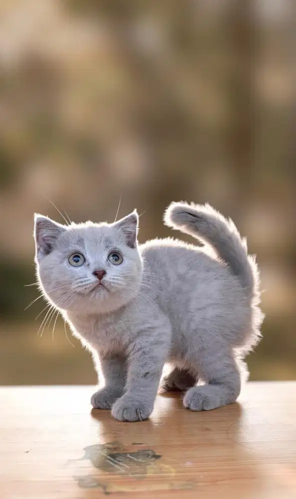 Kucing british shorthar lilac betina anakan import bsh