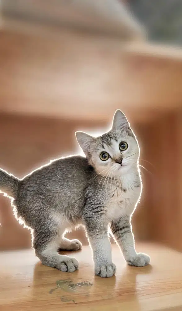 Kucing british shorthair golden jantan