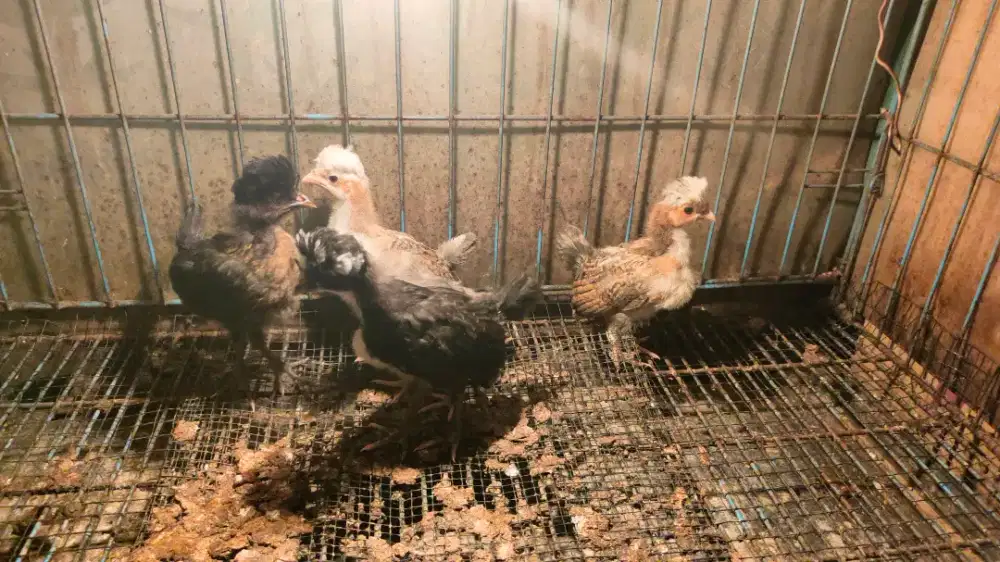 Anak ayam poland 5 ekor