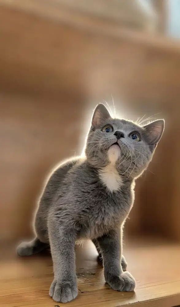 Kucing mixbreed british shorthir bsh jantan