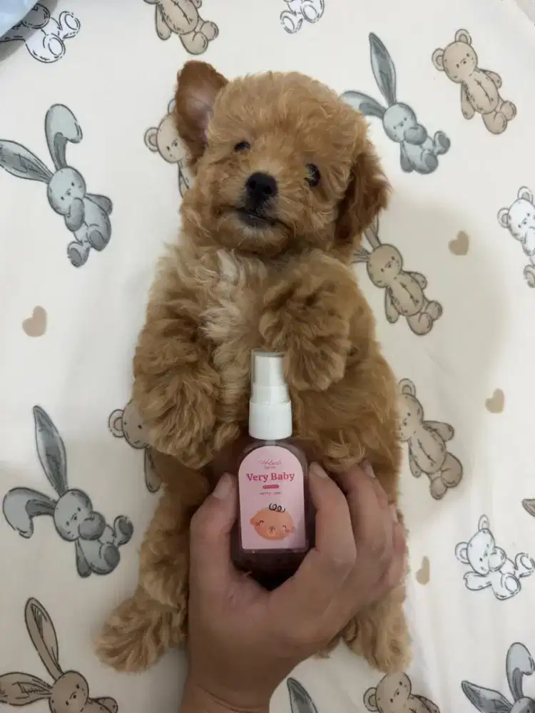 Open adopt anjing poodle