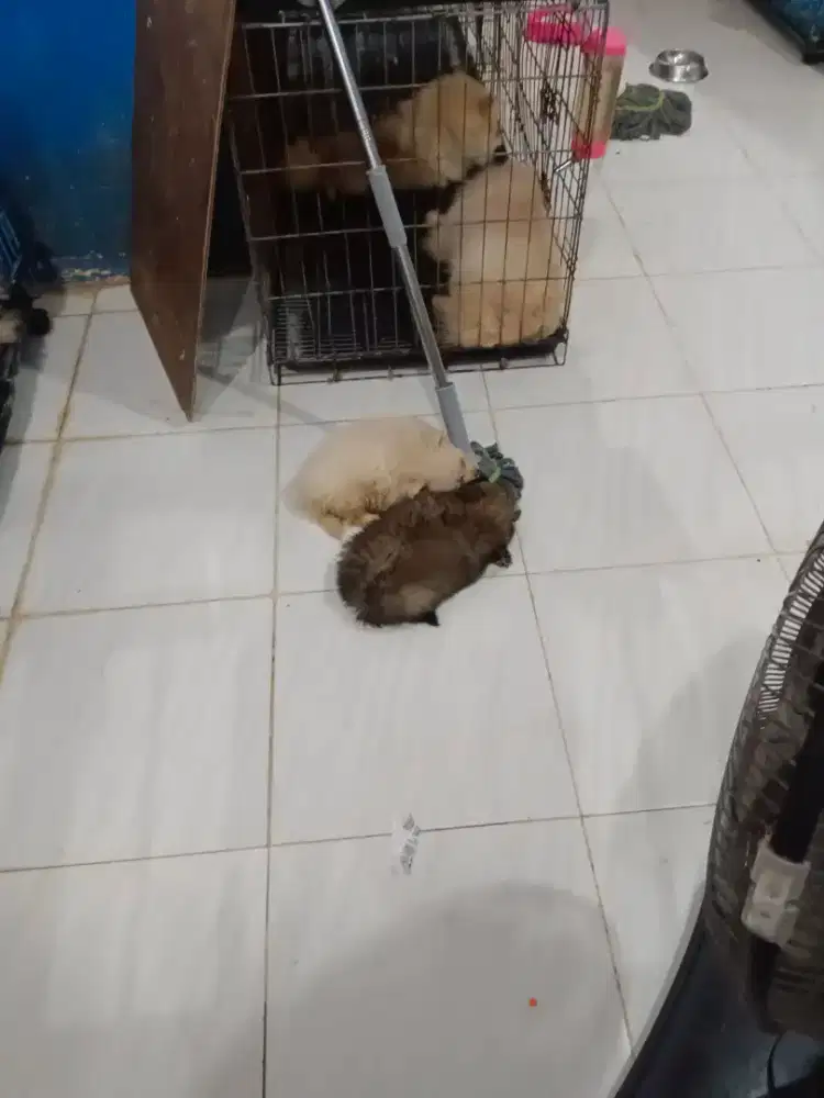 Pom pure gemoy terawat cantik