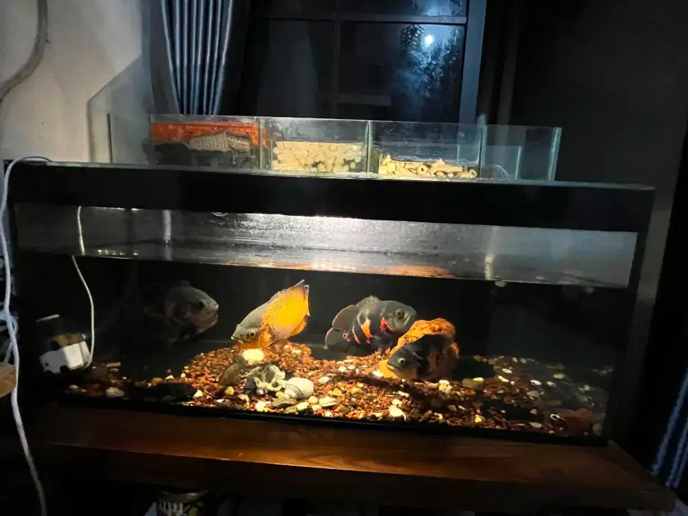 ikan dan aquarium