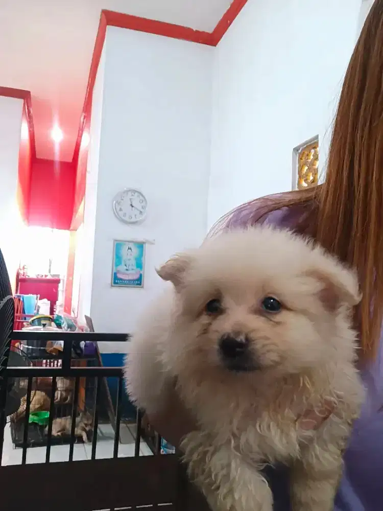 Pure pom bulu tebal