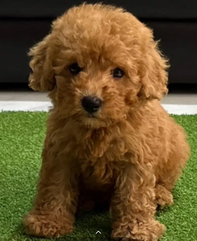Tiny Toy Poodle