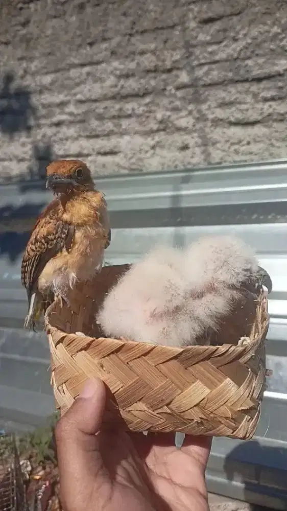 Anakan burung lolohan