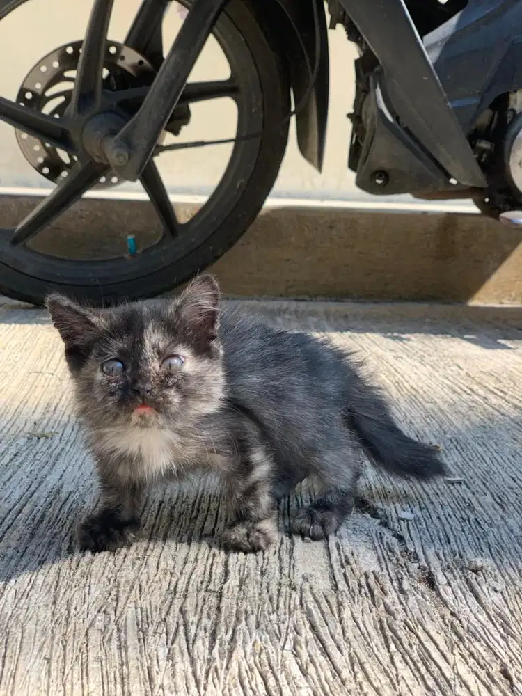 Kucing Kitten Persia Flatnose