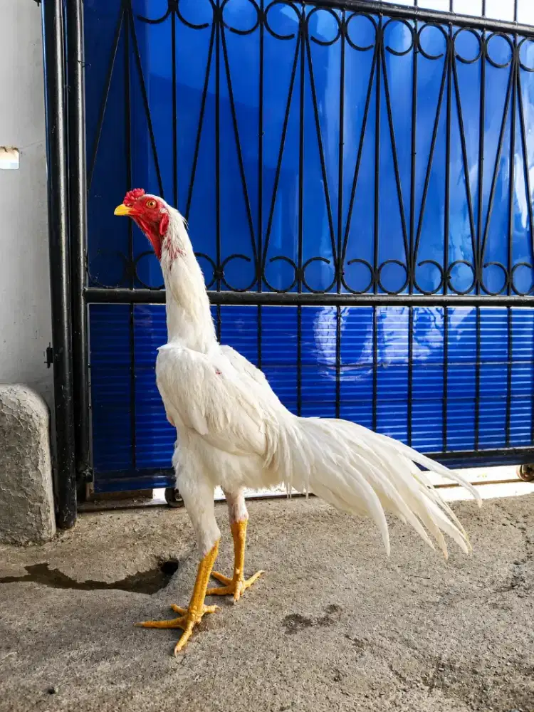 ayam Bangkok muda