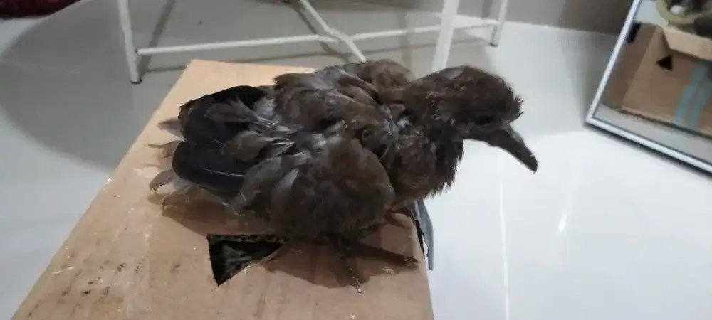 Anak burung tekukur / lolohan tekukur