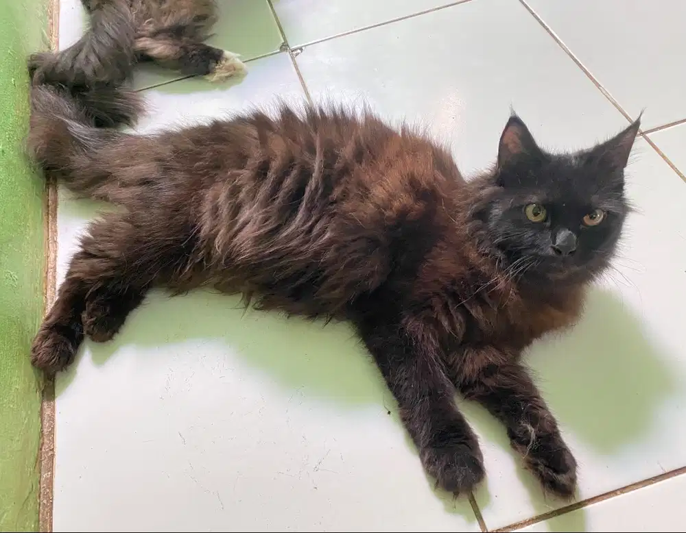 2 ekor kucing persia