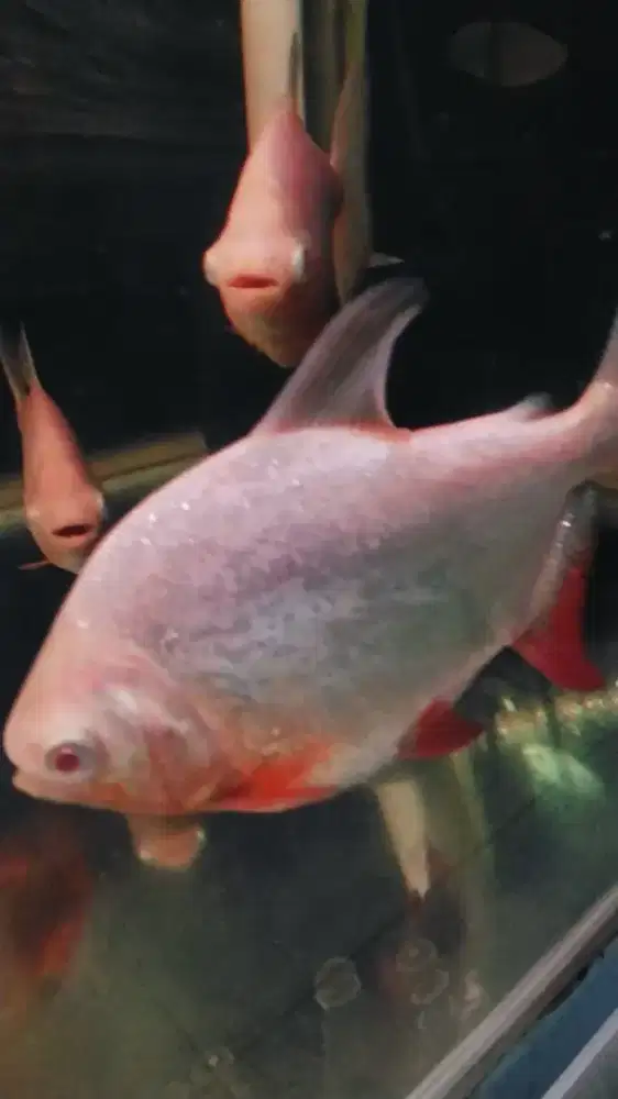IKAN PREDATOR PACU ALBINO