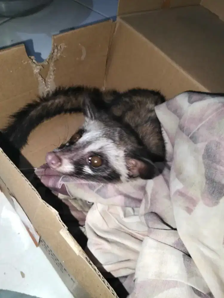 Jual musang murah