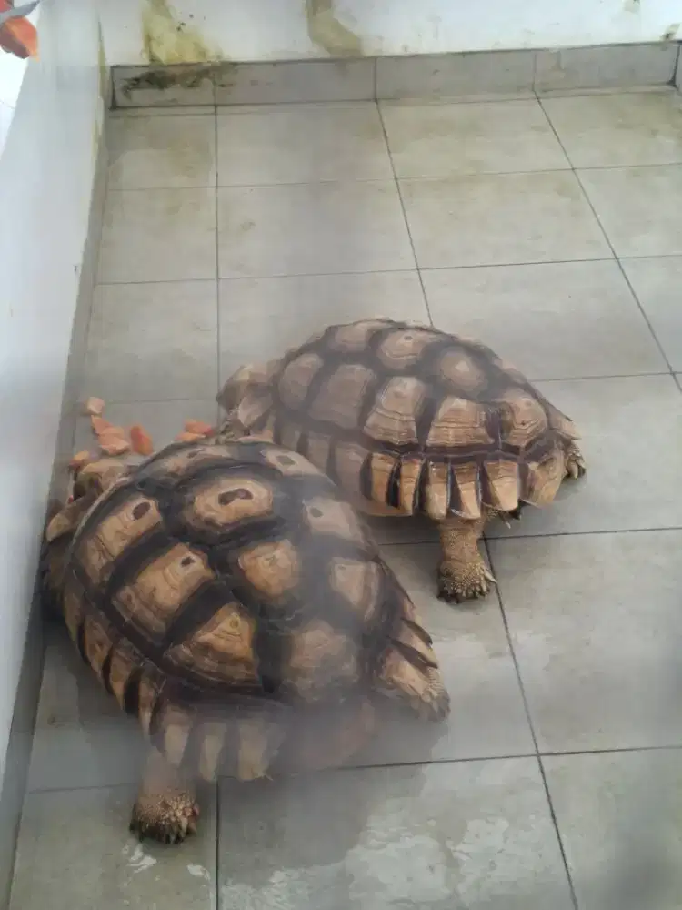 Kura kura sulcata jumbo