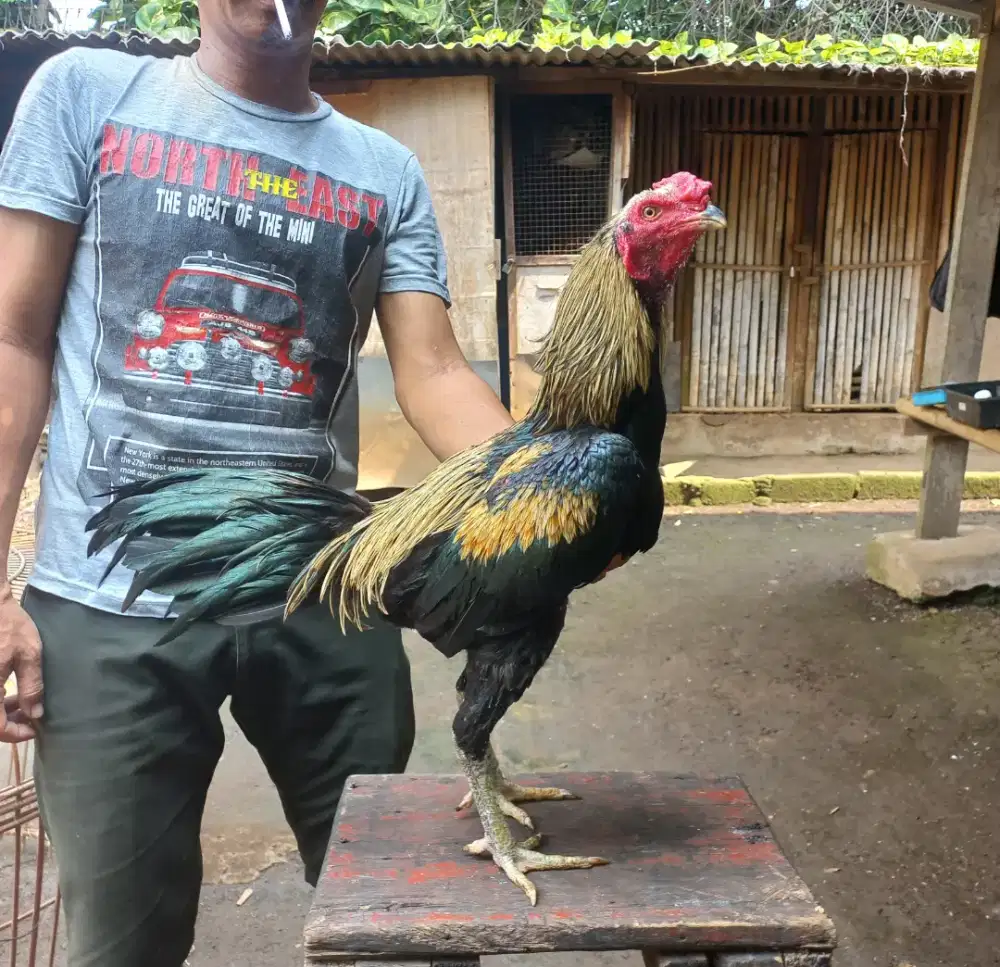 Ayam BK x Mangon Jalu Super win 1x