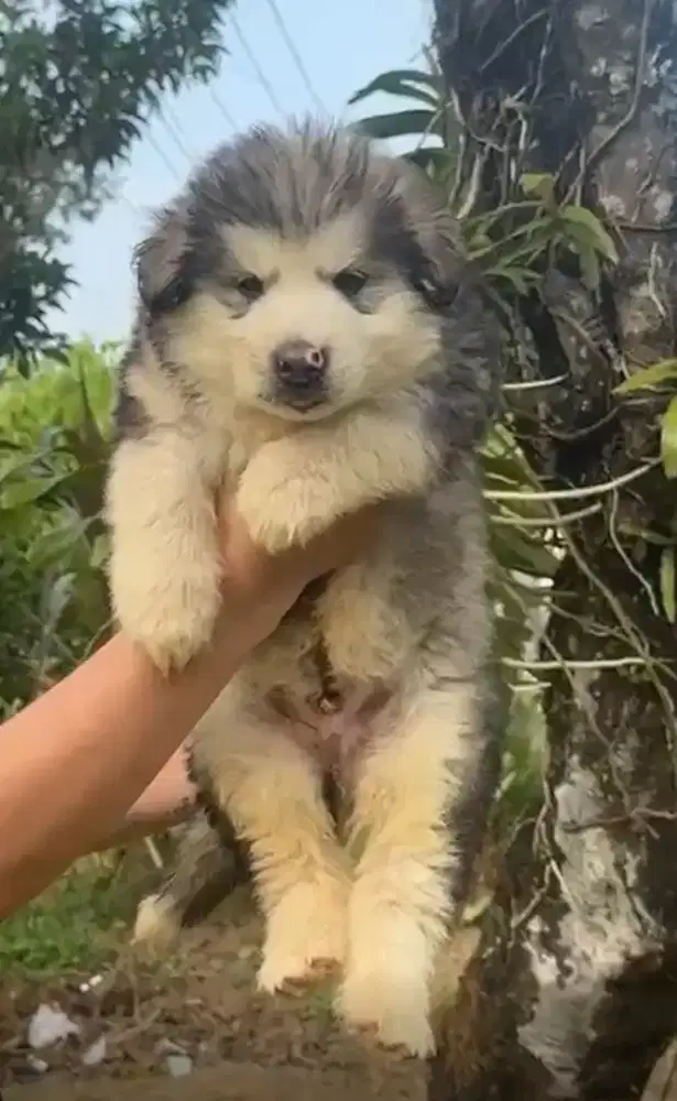Alaskan Malamute Baby 3 bulan