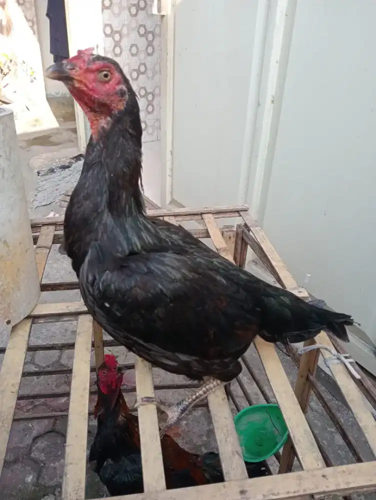 Ayam betina koyngon tempel brakot