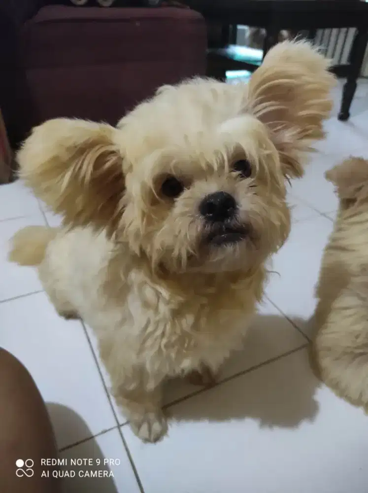 Anak anjing Pompoo
