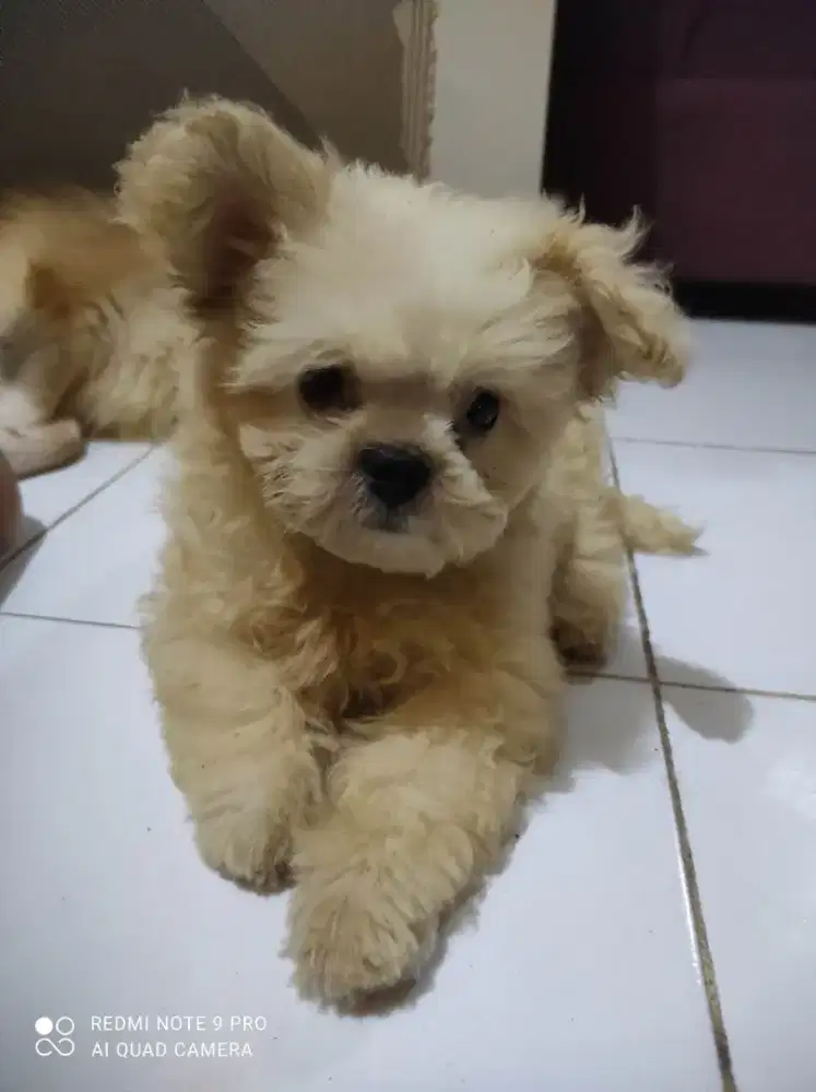 Anak anjing Pompoo
