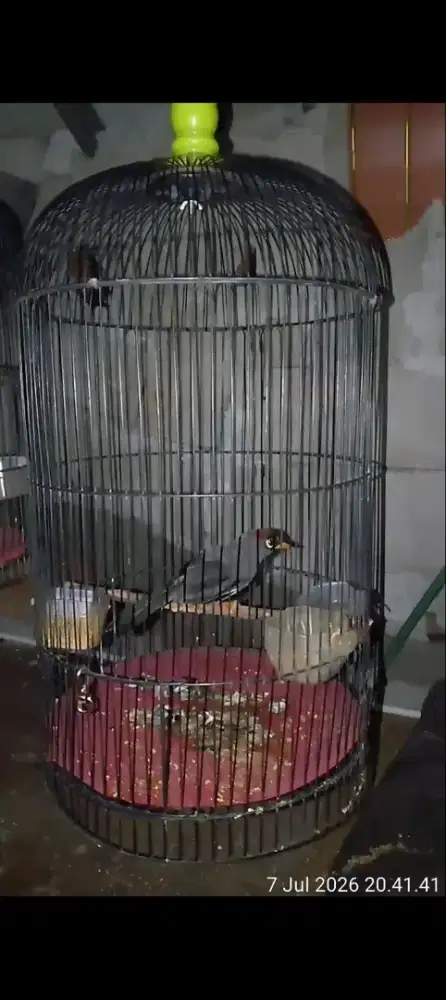 burung poksay mandarin