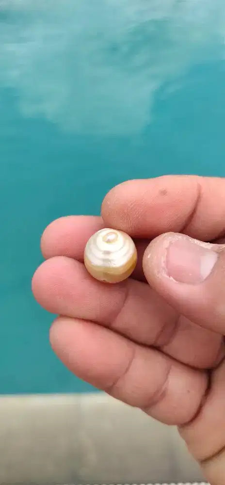 Permata South Sea Pearl Terbaik dan Terbesar DiDunia Origin Lombok