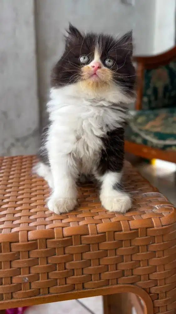 Persia platnose gembul longhair 2,5 bln