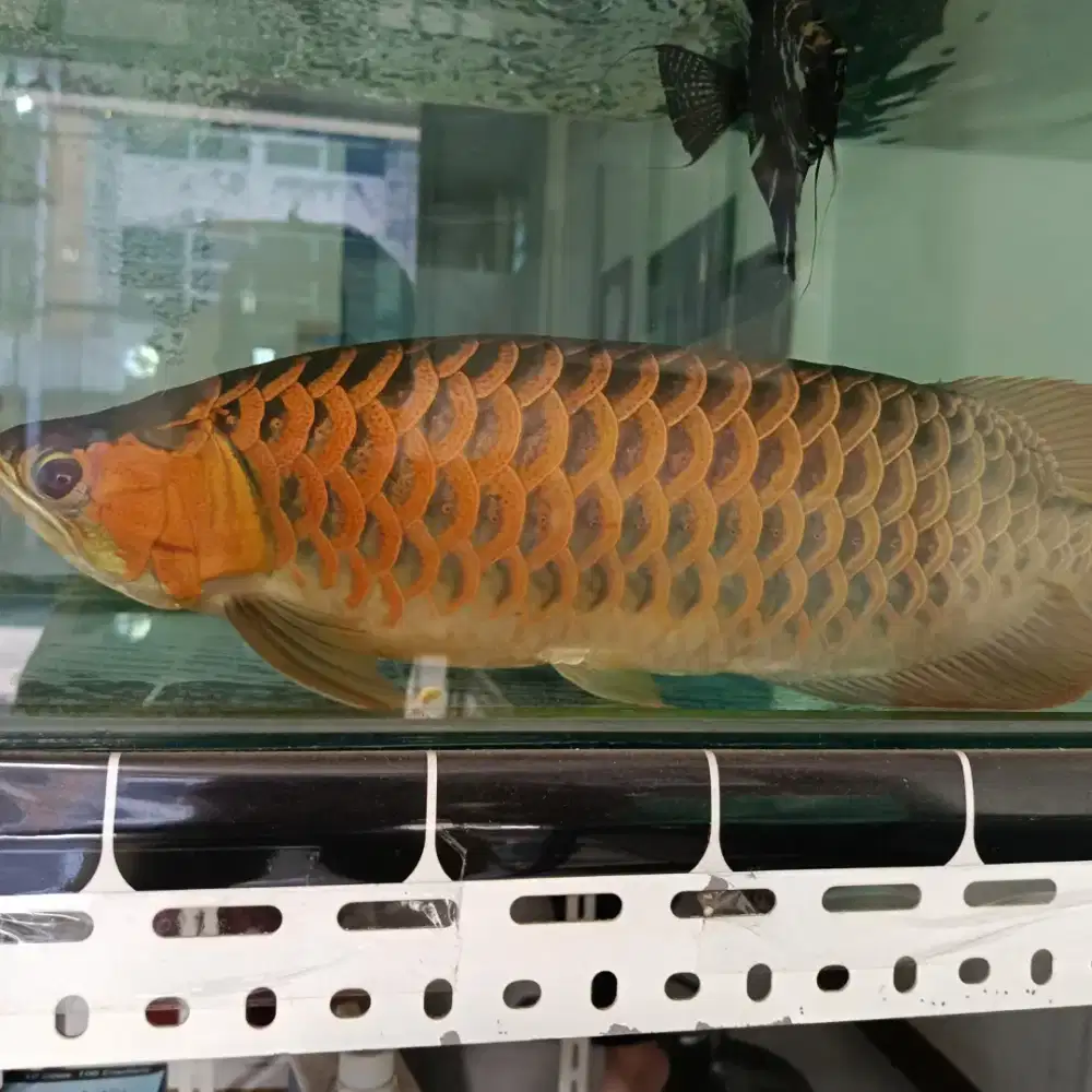 Ikan arwana super red serti chip