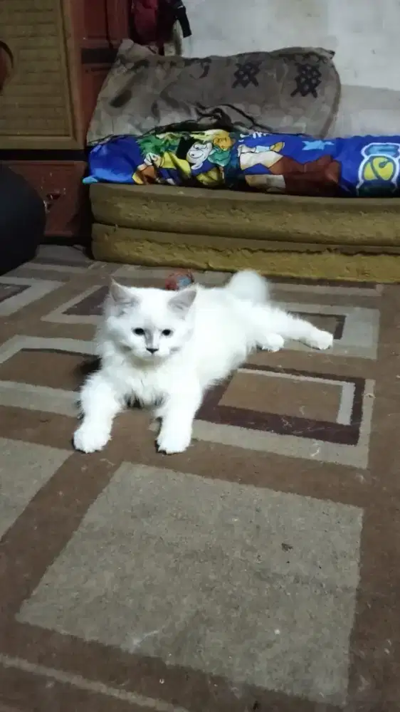 Kucing Himalaya kitten