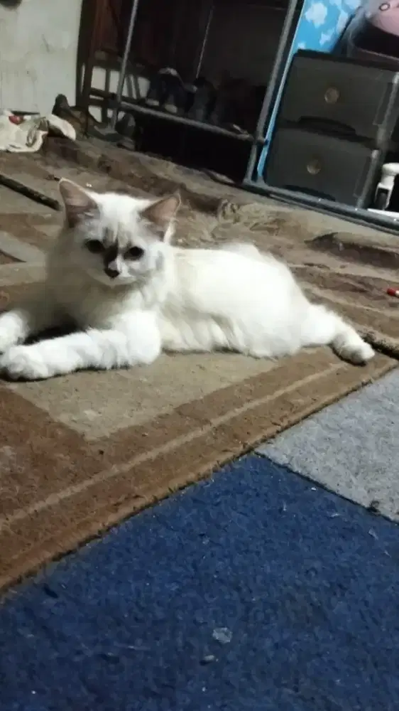 Kitten Himalaya