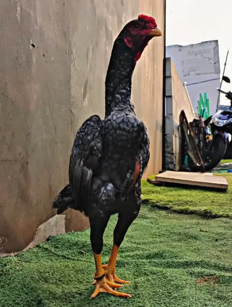 Ayam Ko shamo mini blue jantan