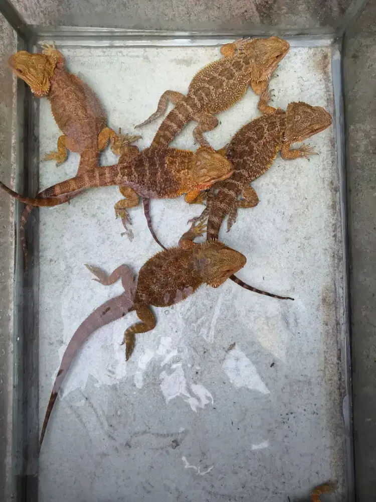 Bearded Dragon - Naga Jenggot - Kadal - Reptil