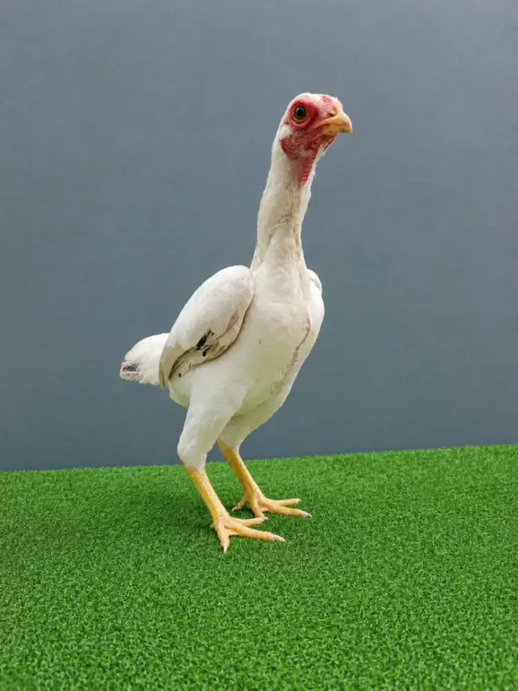Ko Shamo Mini Betina Remaja