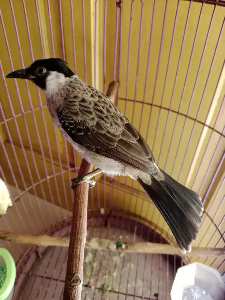 Burung kutilang prestasi