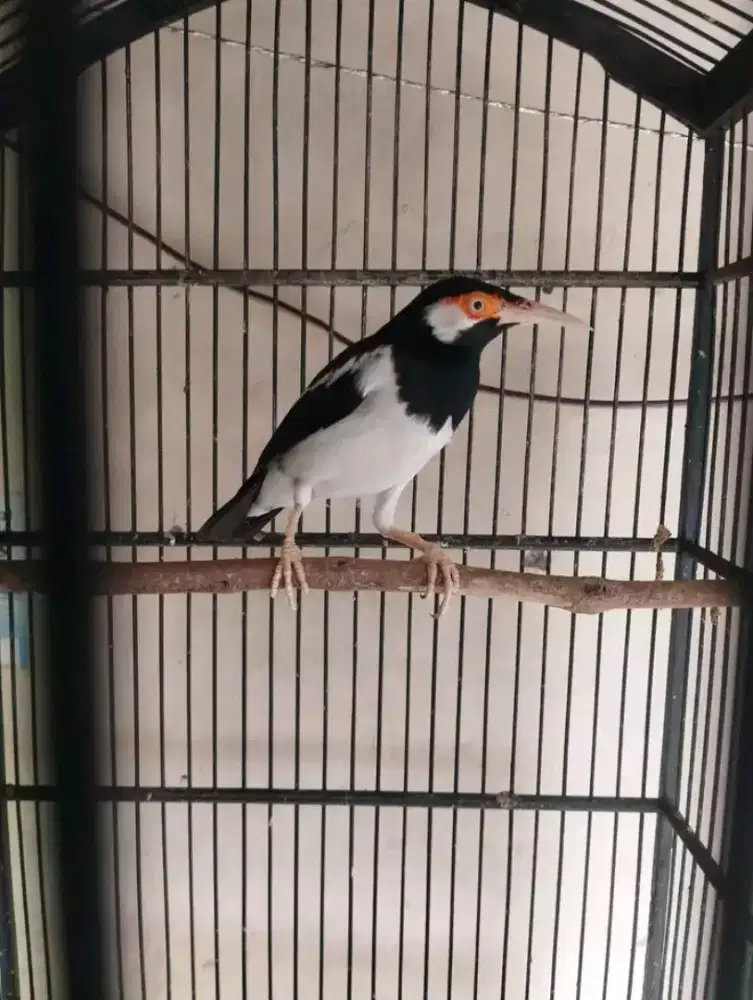 suren jawa gacor nyatpam