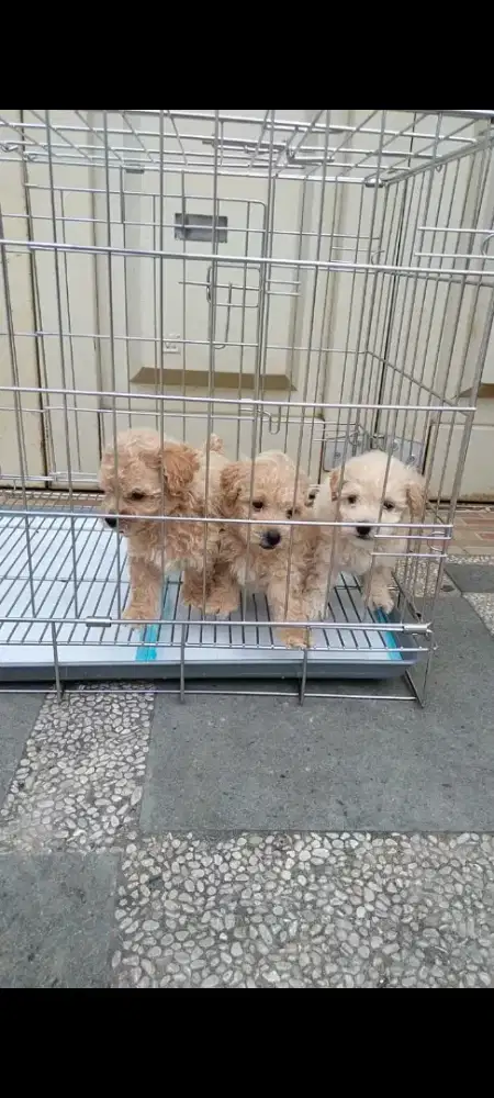 Anjing Tinny Poodle