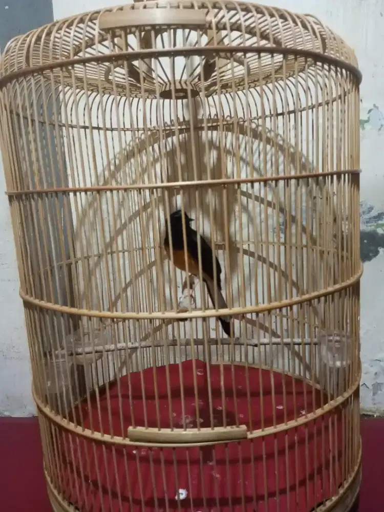 Jual burung murai batu