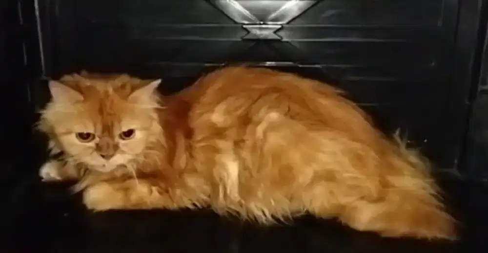 Kucing Persia Flatnose oyen