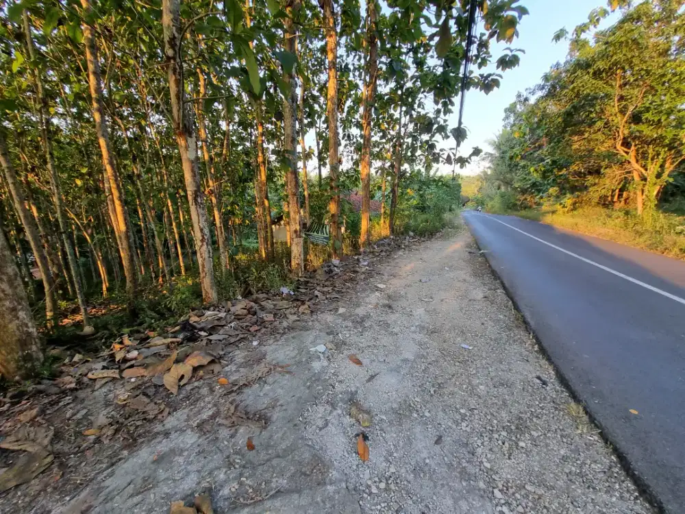 Kebun durian dan jati pinggir jalan besar