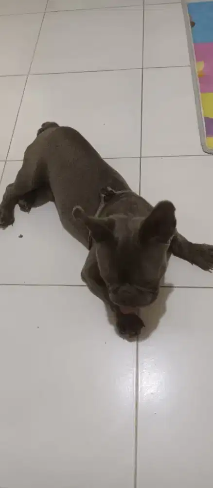 French Bulldog Stamboon