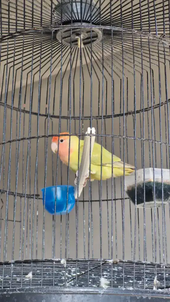 Burung love bird gacor