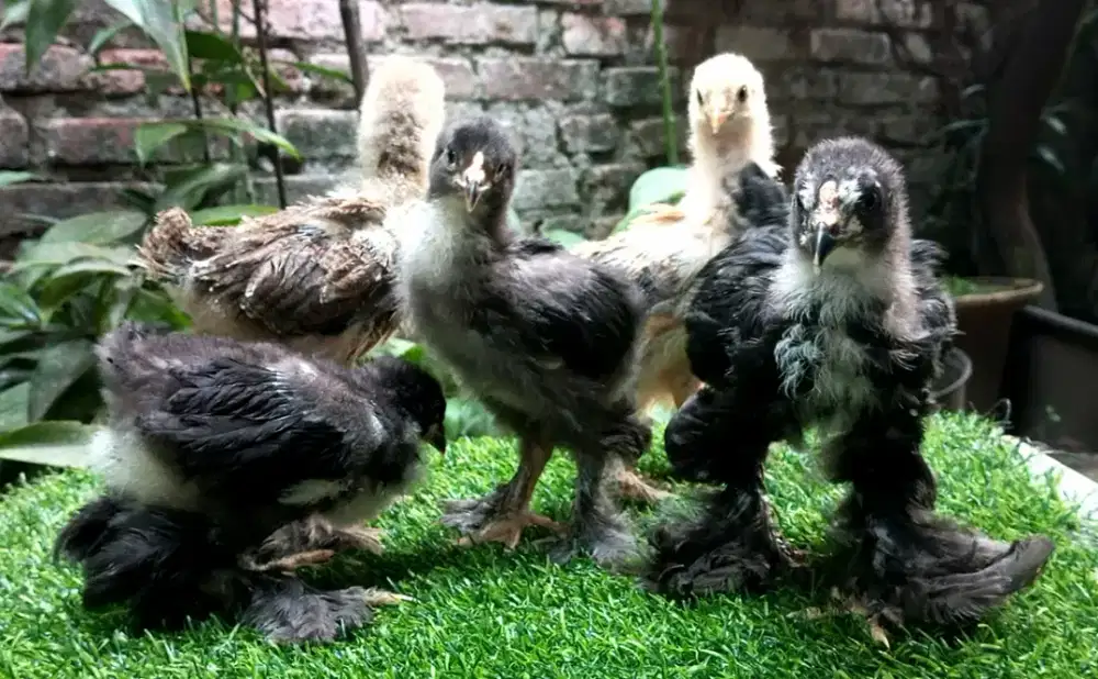 ANAKAN AYAM BRAHMA