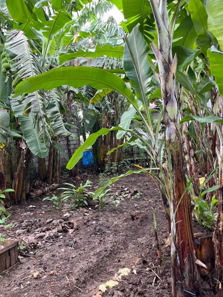 Dijual Tanah Kebun