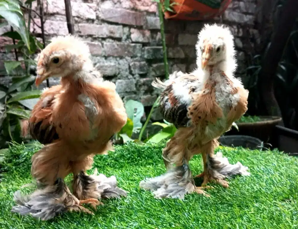 ANAKAN AYAM BRAHMA