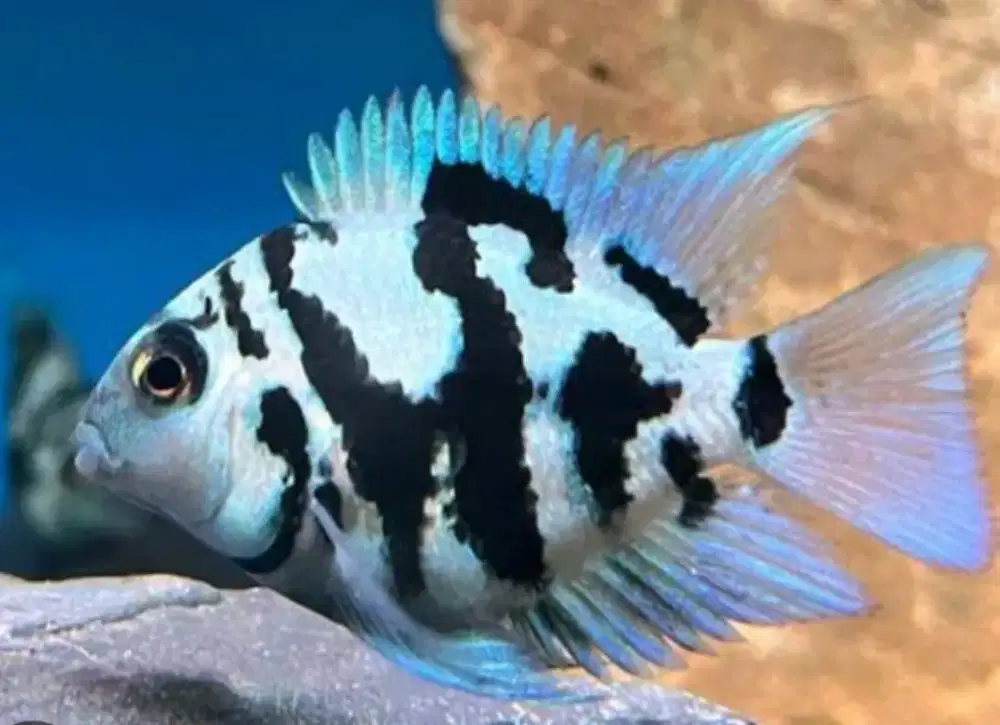 Ikan hias siklid