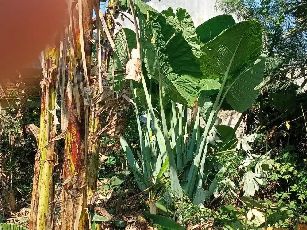 Talas padang raksasa